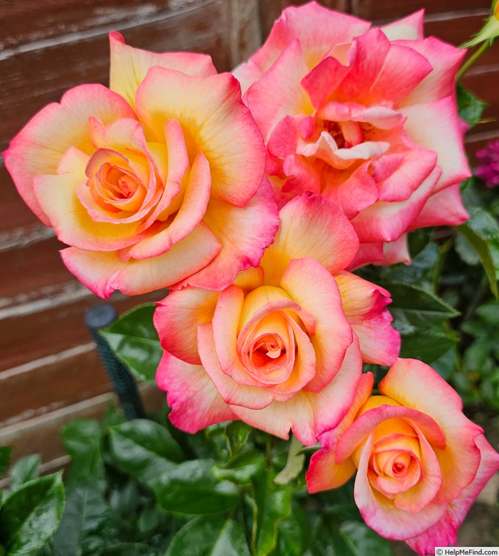 'HARsherry' rose photo