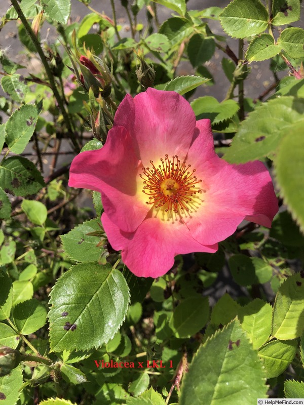'AKA 188-19.1' rose photo