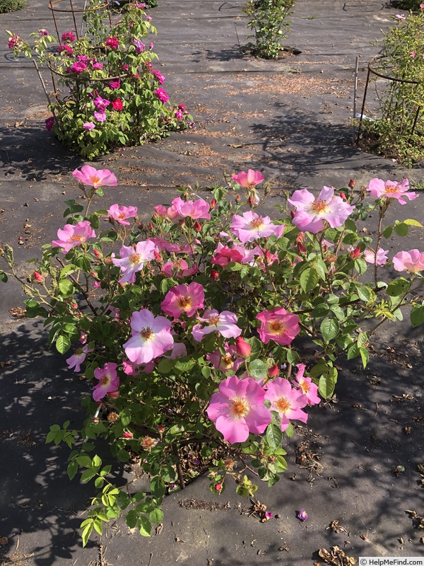 'AKA 188-19.1' rose photo