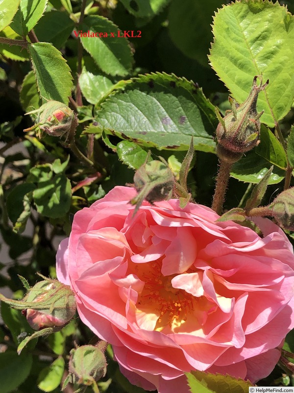 'AKA 188-19.2' rose photo