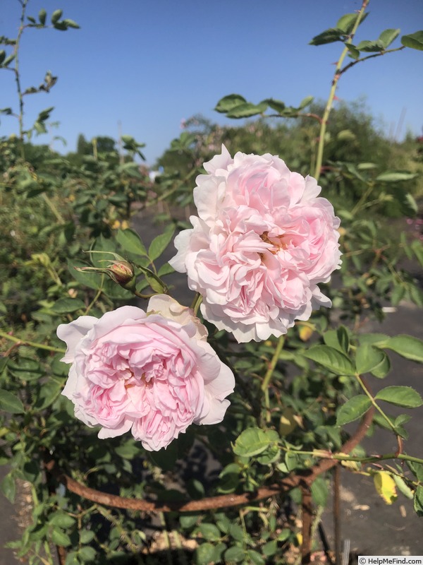 'AKA 149-19' rose photo