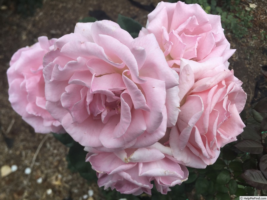 'Helen Robinson' rose photo