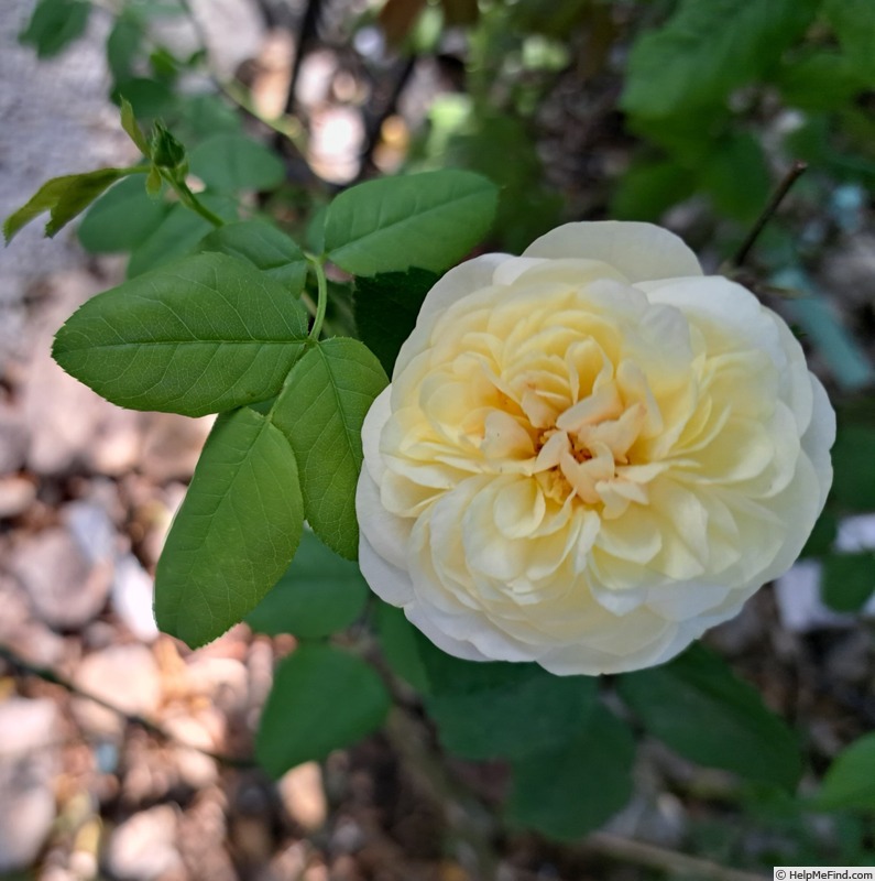 'Eveline Wild ™' rose photo