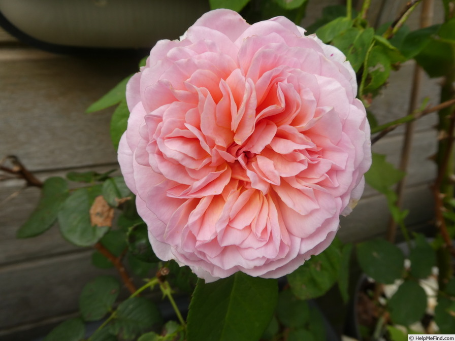 'Eustacia Vye ™' rose photo