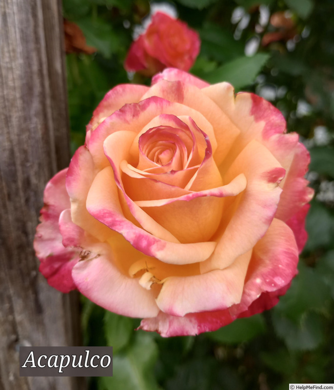 'Acapulco (hybrid tea, Dickson, 1994)' rose photo