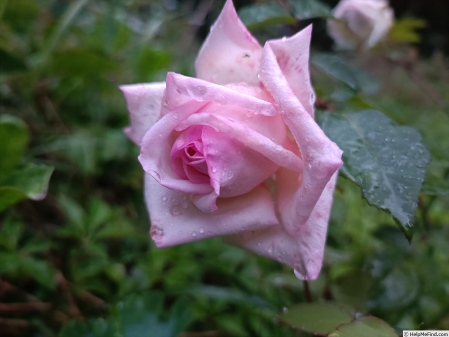 'Baronne Henriette Snoy' rose photo