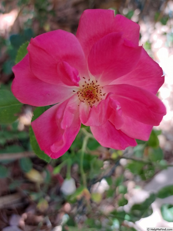 'Rodin ® (floribunda, Meilland 2000)' rose photo