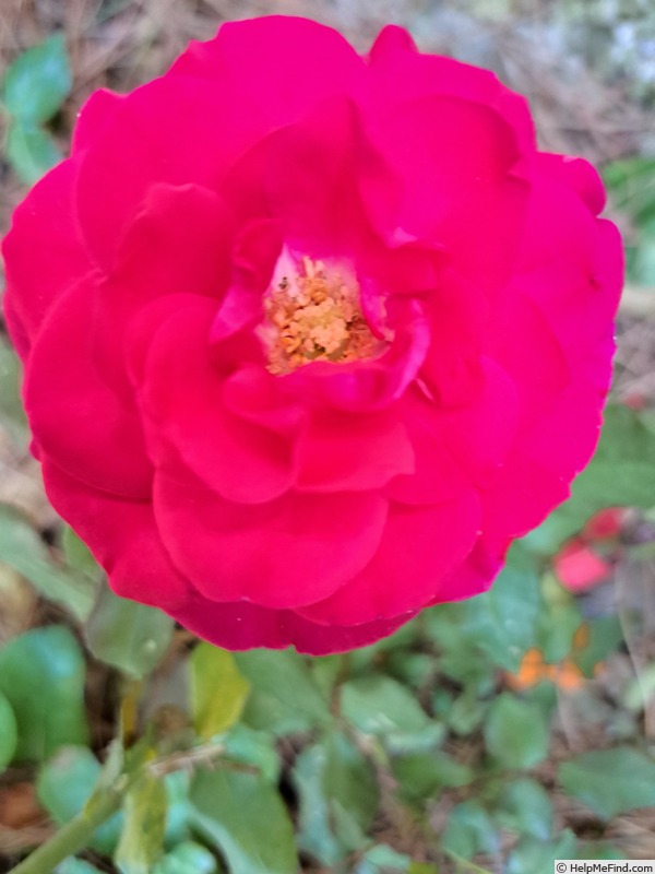 'Mona Lisa ® (Floribunda, Meilland, 2003)' rose photo