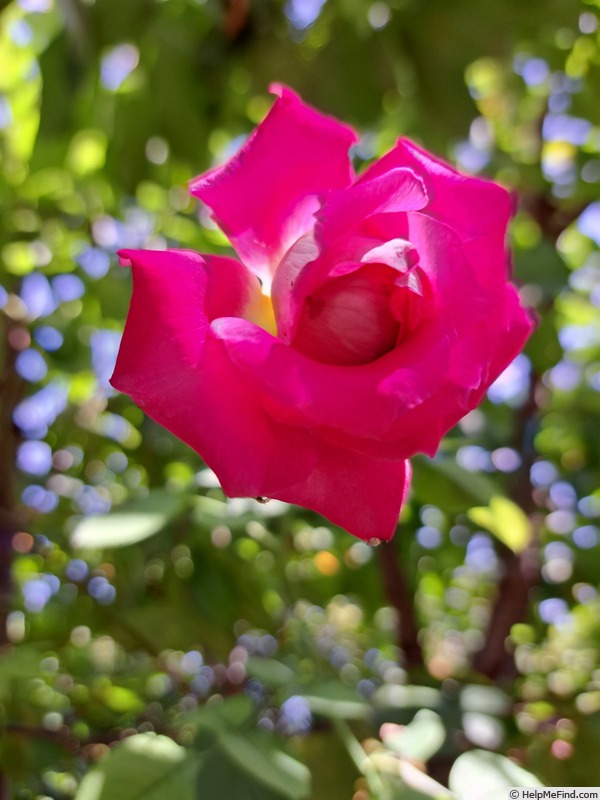 'Monica Bellucci®' rose photo