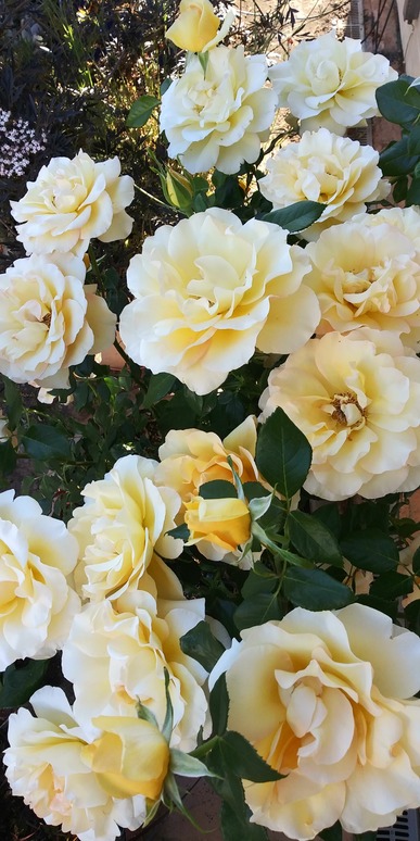 'Catie's Rose Garden' , click to enlarge 'Catie's Rose Garden'  photo