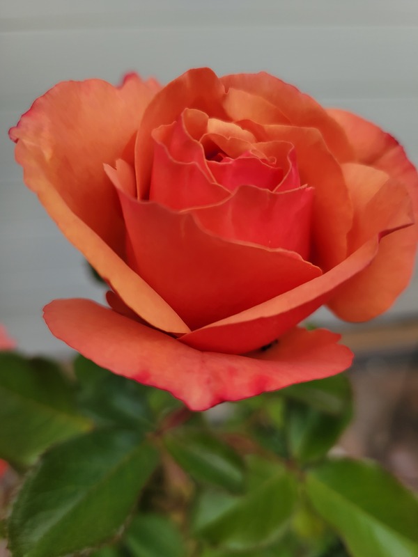 'Catie's Rose Garden' , click to enlarge 'Catie's Rose Garden'  photo