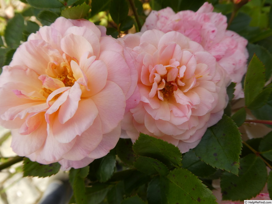 'Calypso (shrub, Lim 2013)' rose photo