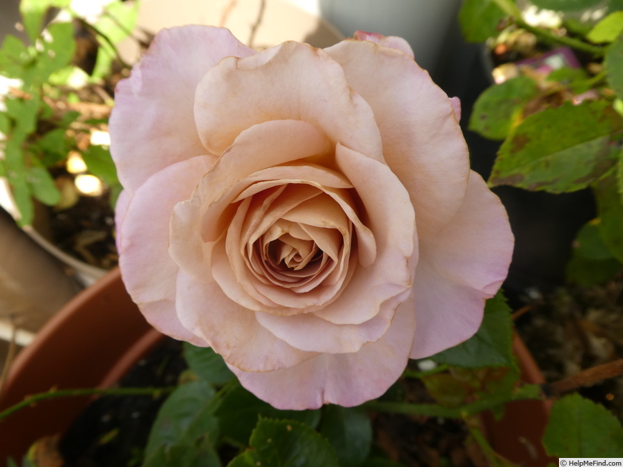 'Blue Girl® (hybrid tea, Sauvageot/NIRP, 2008)' rose, click to enlarge 'Blue Girl® (hybrid tea, Sauvageot/NIRP, 2008)' rose photo