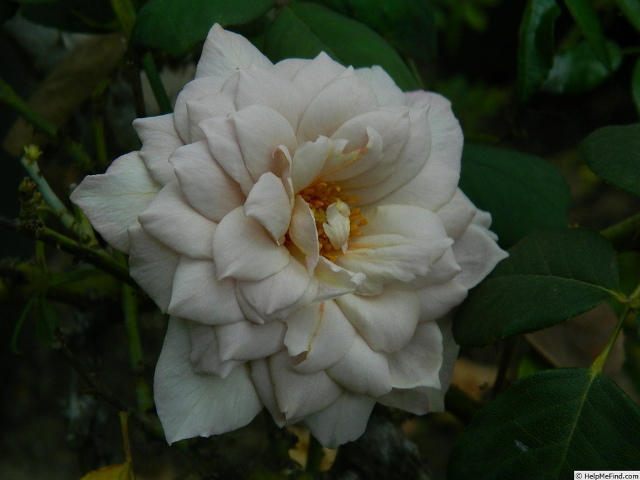 'Grey Pearl' rose photo