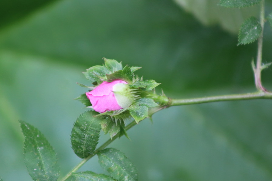 'R. roxburghii hirtula' rose photo
