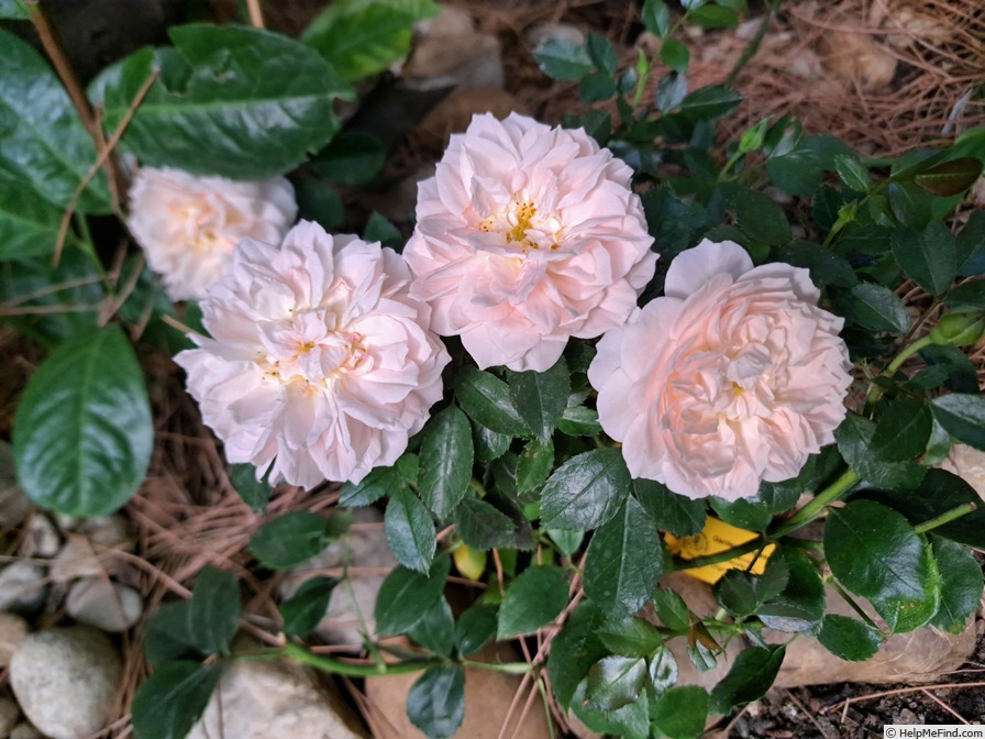 'Joie de Vivre (patio, Kordes 1997)' rose photo