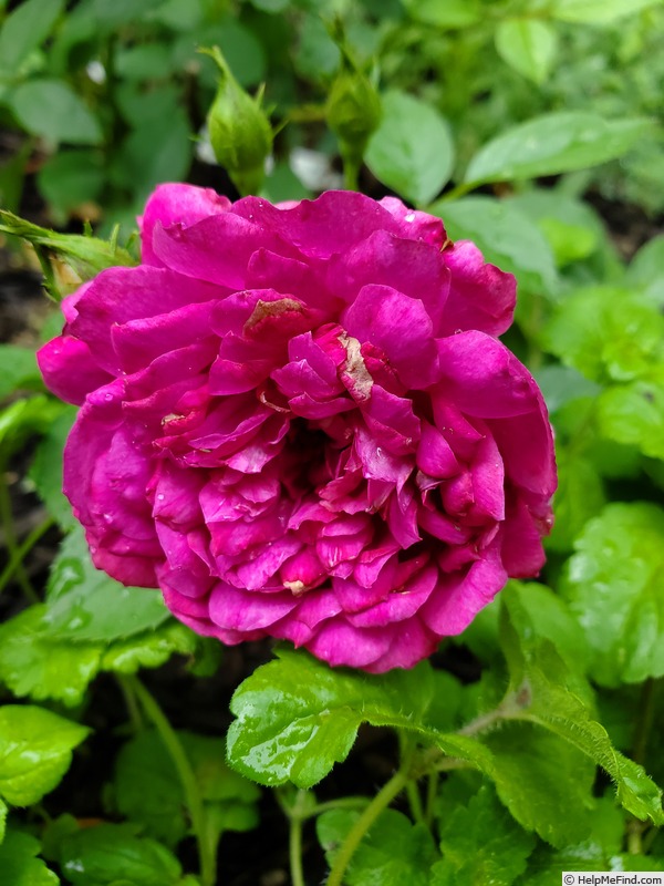 'Sultry Night ™' rose photo