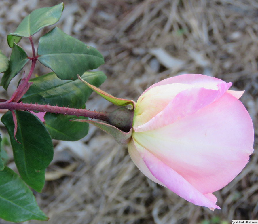 'Souvenir de Madame Léonie Viennot' rose photo