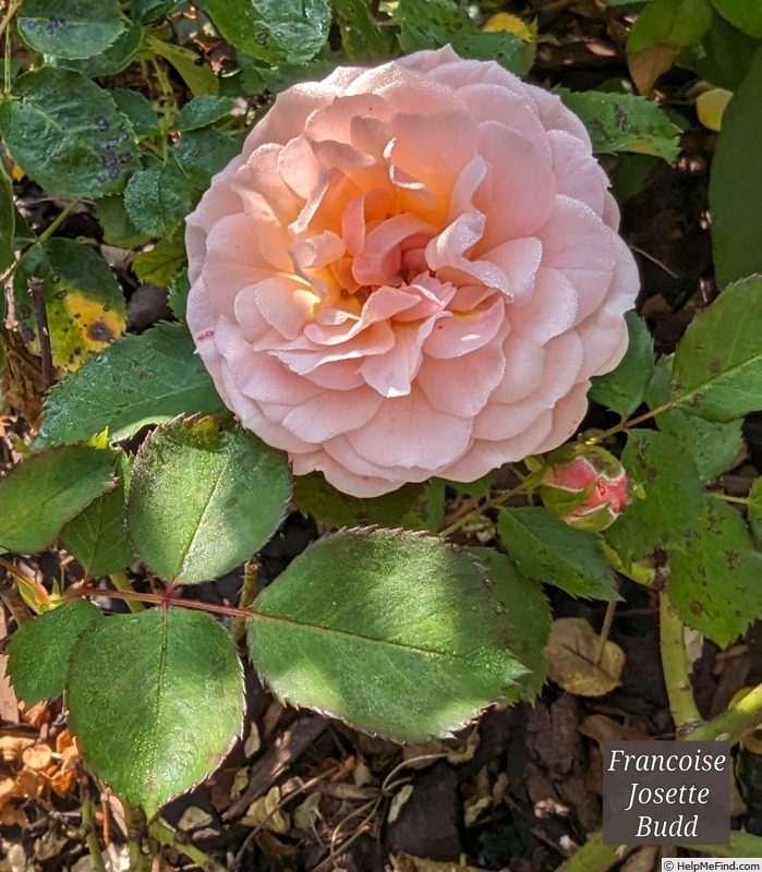'Françoise Josette Budd' rose photo