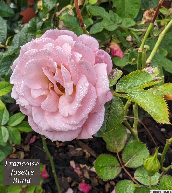 'Françoise Josette Budd' rose photo