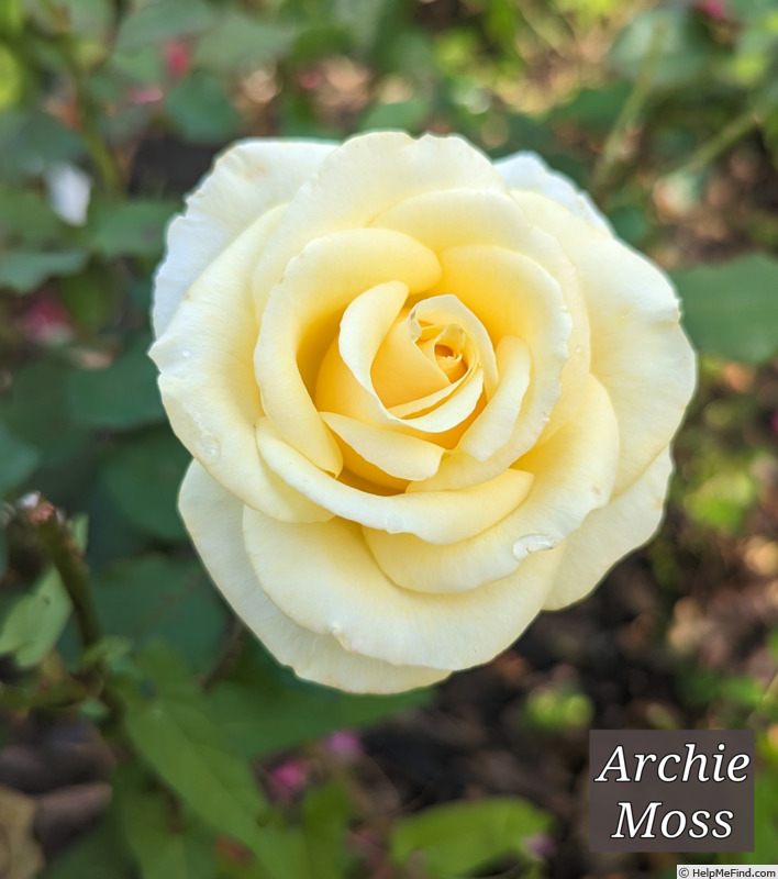 'Archie Moss' rose photo
