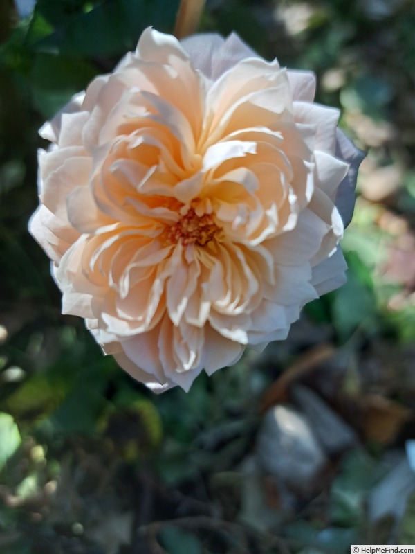 'Saint Cecilia' rose photo