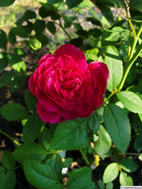 'Sultry Night ™' rose photo