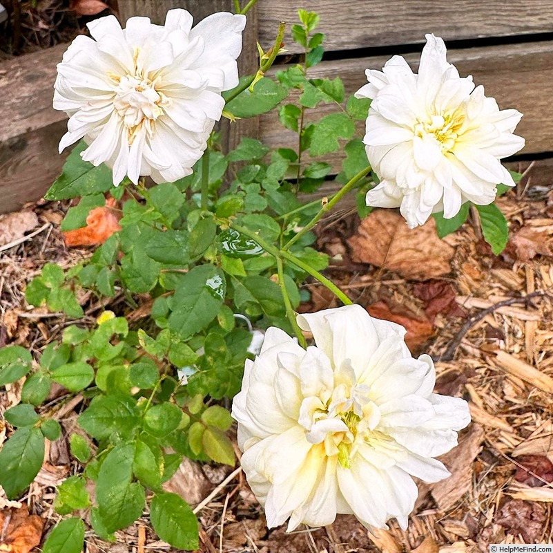 'Étoile de Mai' rose photo