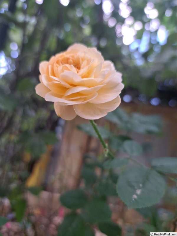 'Eveline Wild ™' rose photo