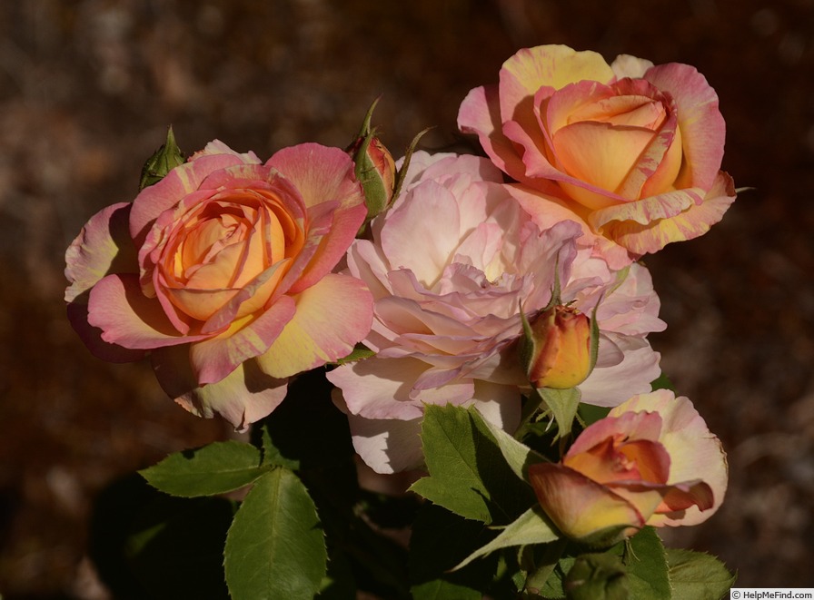'Marc Chagall ™' rose photo