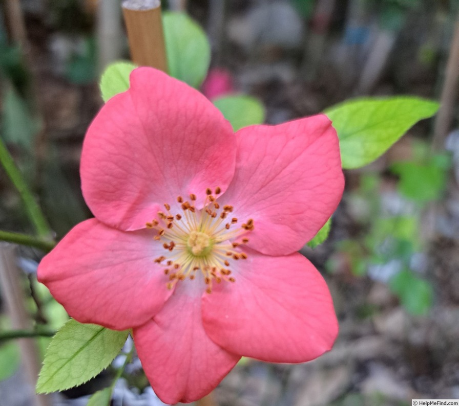 'Douceur Normande ®' rose photo