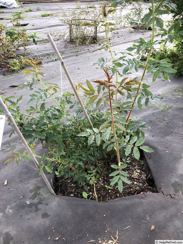 'AKA 217-21' rose photo