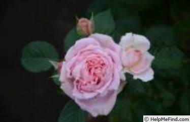 'Mary Lennox' rose photo