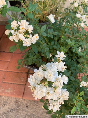 'Pretty Polly White™' rose photo