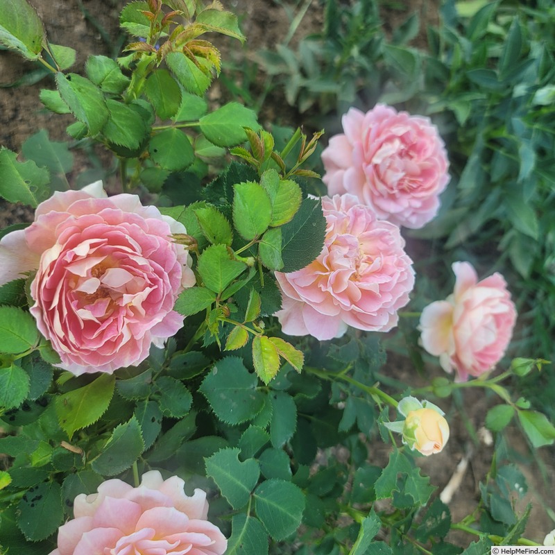 'Fun in the Sun™' rose photo