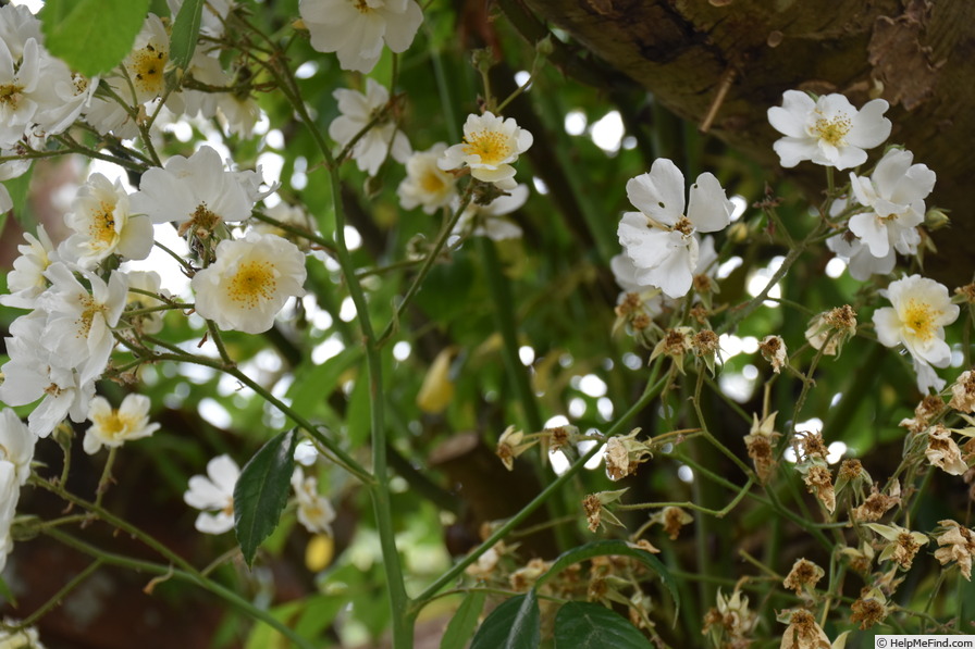 'Rambling Rector' rose, click to enlarge 'Rambling Rector' rose photo