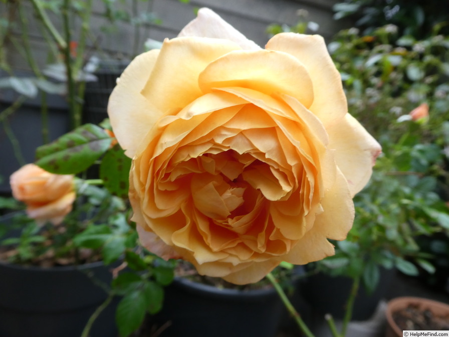 'Capri ® (hybrid tea, Evers/Tantau  2008/14)' rose, click to enlarge 'Capri ® (hybrid tea, Evers/Tantau  2008/14)' rose photo