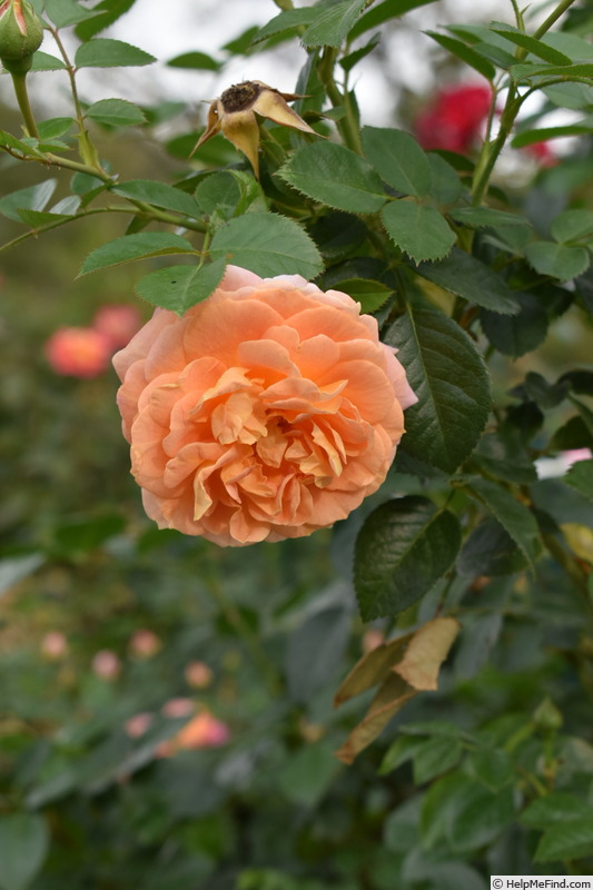 'Olds College Rose' rose photo