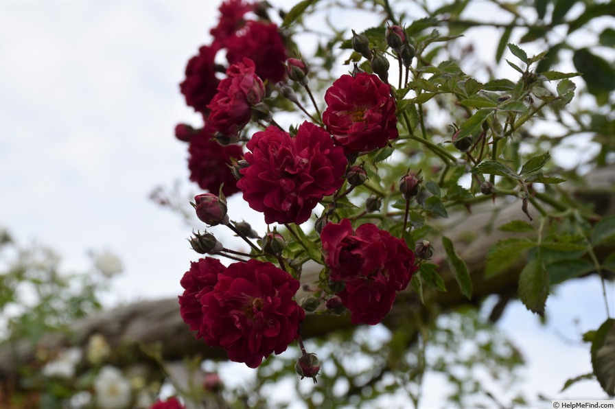 'Excelsa' rose photo