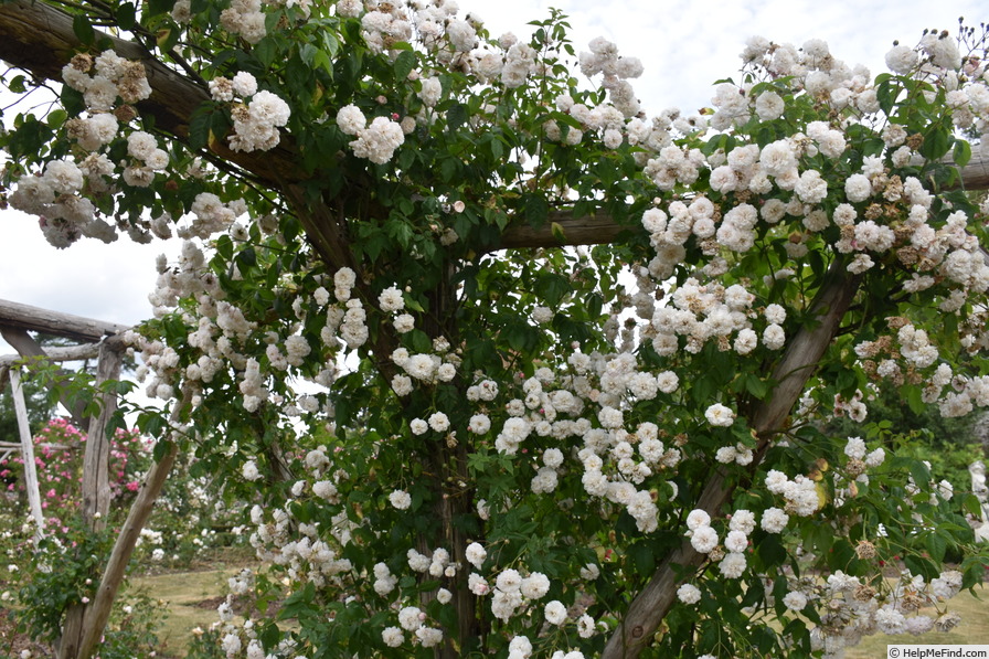 'Félicité-Perpétue' rose photo