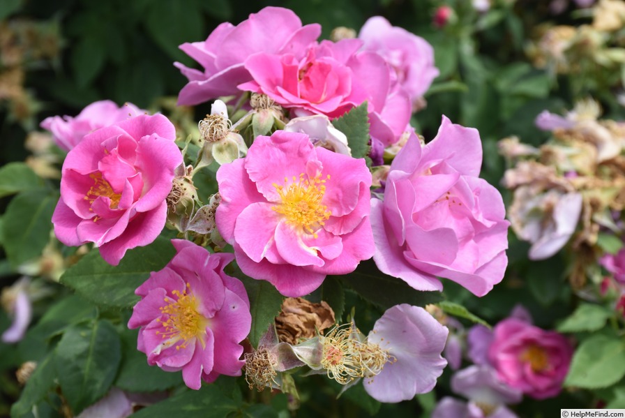 'Lucky (floribunda, Fryer, 2007)' rose photo