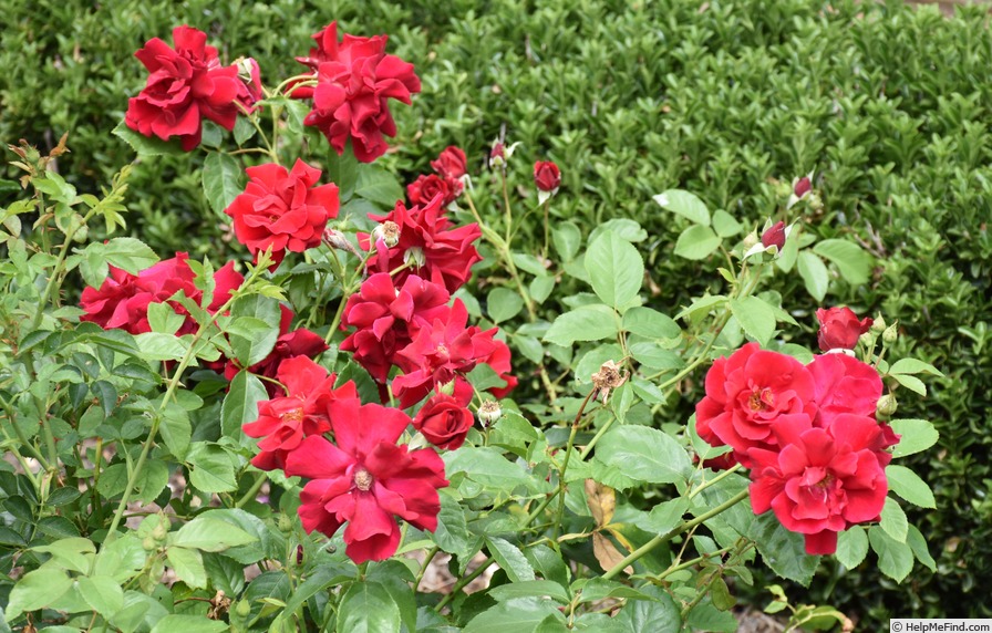 'Frensham' rose photo