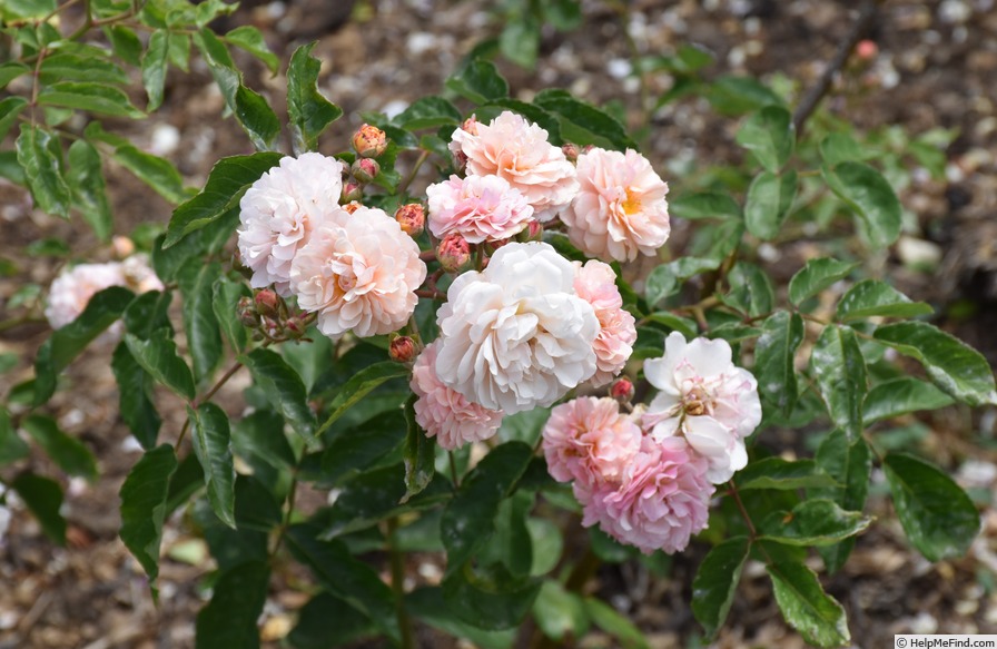 'Cornelia (Hybrid Musk, Pemberton, 1925)' rose photo