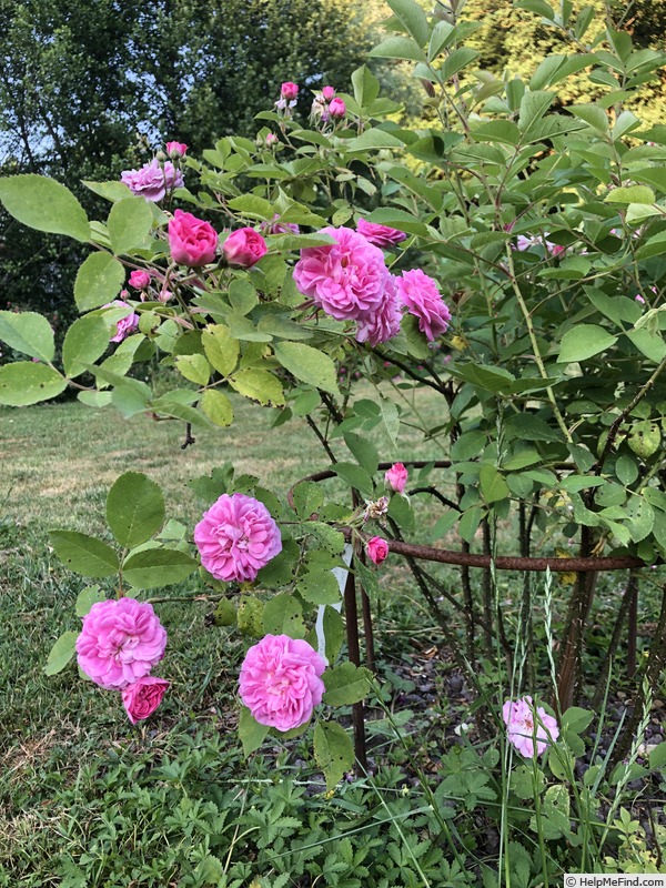 'AKA  152.1-18' rose photo