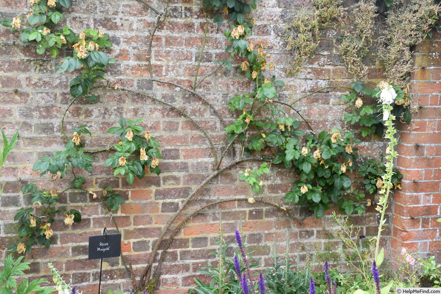 'Maigold' rose photo