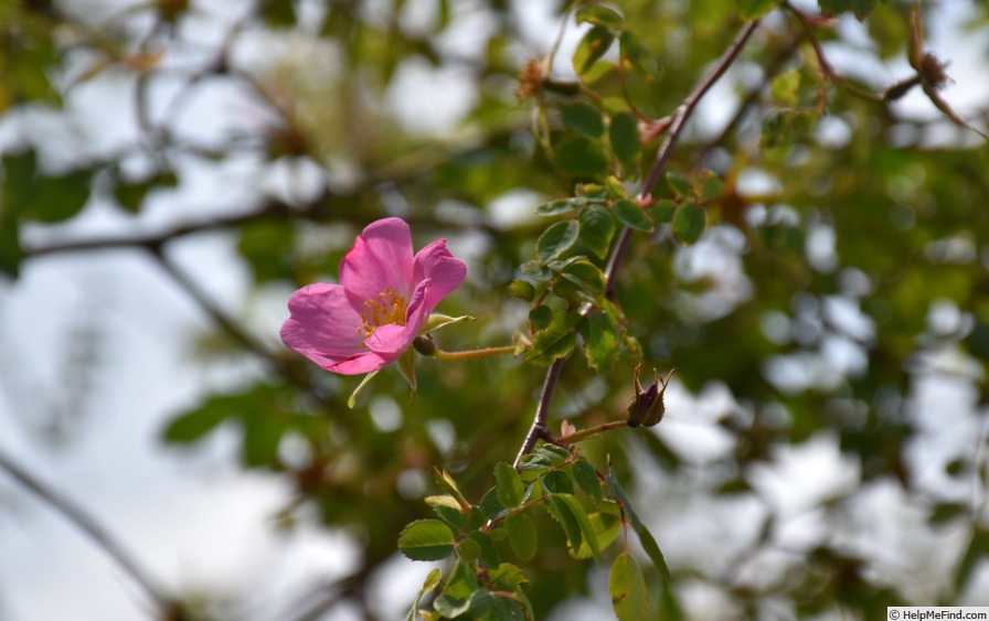 'R. webbiana microphylla Synonym' rose photo