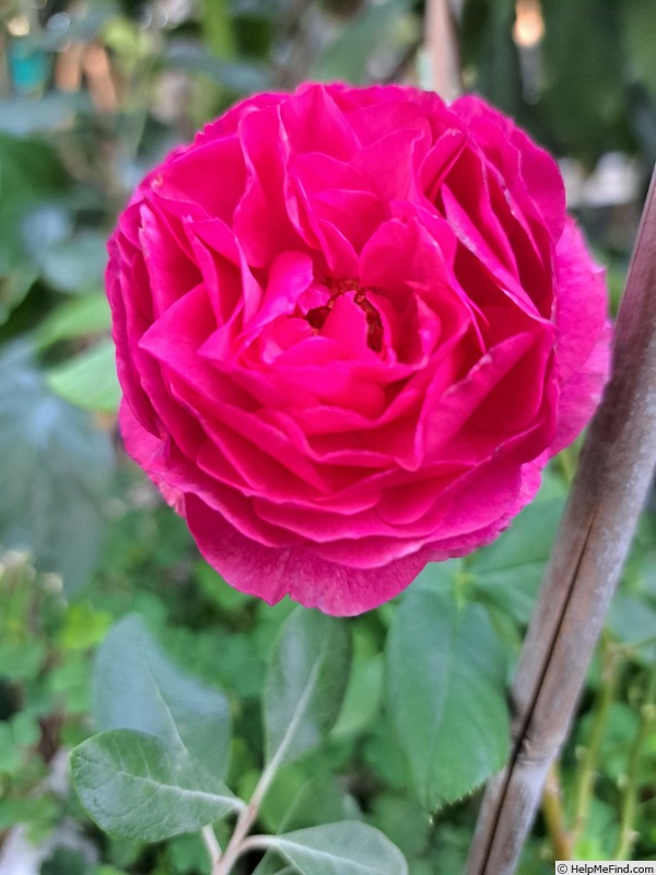 'Kaffe Fasset ™' rose photo