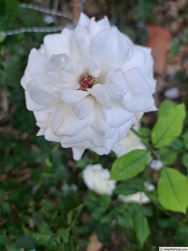 'Annapurna (hybrid tea, Dorieux 2000)' rose photo