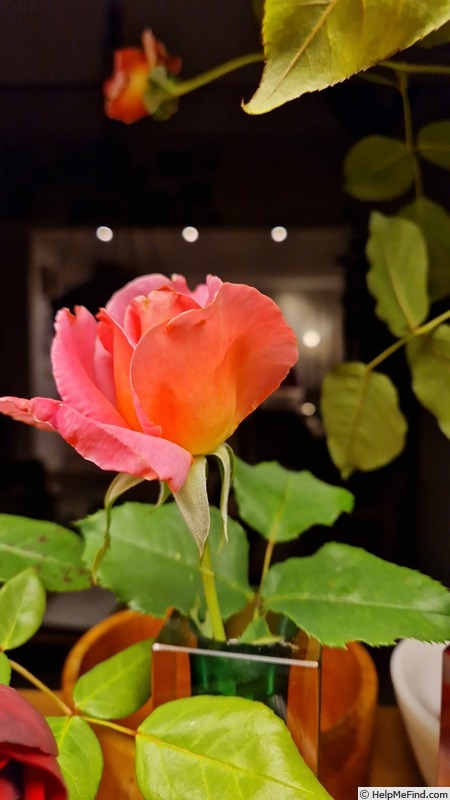 'Tiffany, Cl.' rose photo