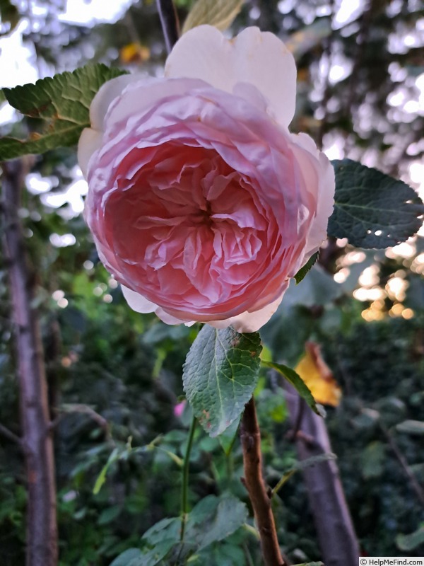 'Olivia Rose Austin ®' rose photo